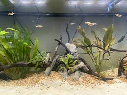 aquariumhobby