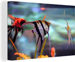 tweedehands aquarium vissen