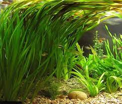 waterplanten kopen aquarium