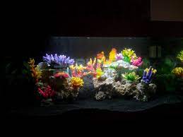 aquarium decoratie kopen