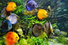 vissen voor in aquarium