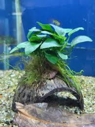 aquariumplanten op hout