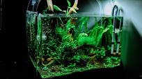 aquarium planten plastic
