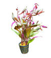 mooie aquarium planten