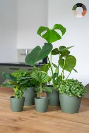 planten