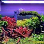 aquarium led verlichting plantengroei