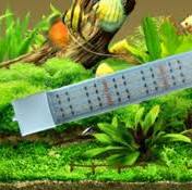verlichting aquarium
