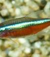 zoetwater aquarium vissen