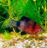 tropisch zoetwater aquarium vissen