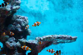 zeeaquarium