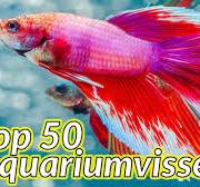 zoetwater aquariumvissen