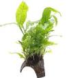 waterplanten aquarium