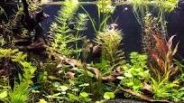 tropisch zoetwater aquarium
