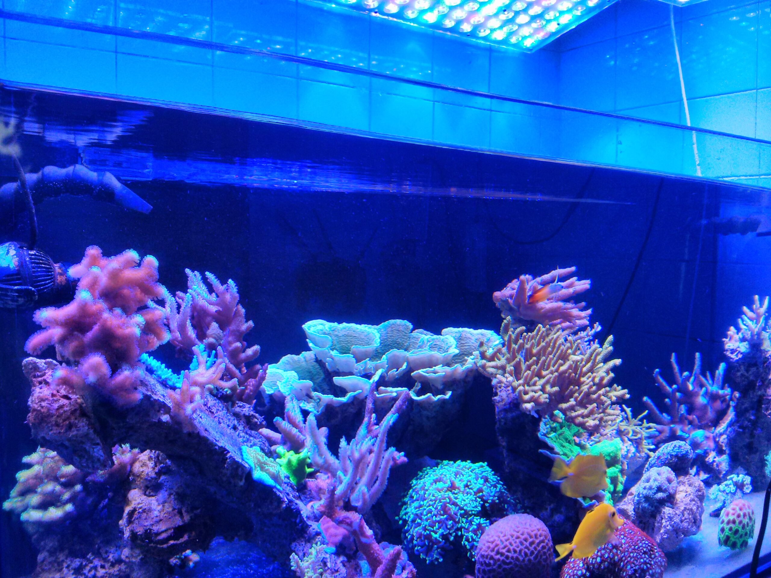 neon verlichting aquarium