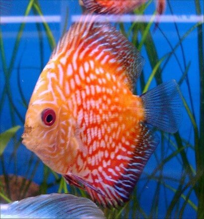 zoetwater vissen aquarium vissen