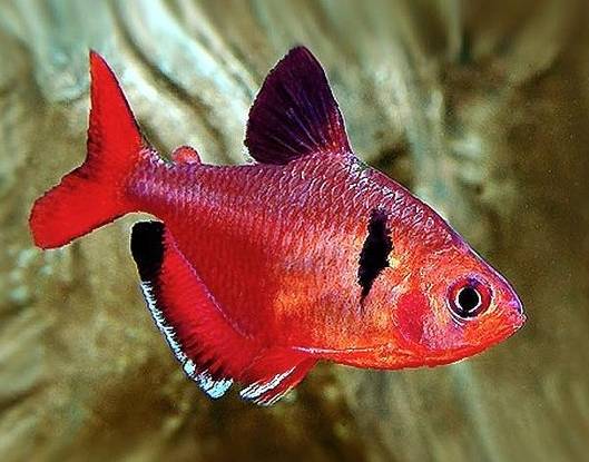 tropisch aquarium vissen